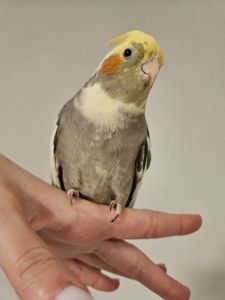Корелла, молодий хлопчик + велика кліткв