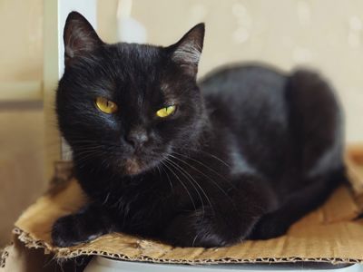 Клеопатра