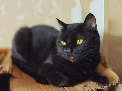 Клеопатра