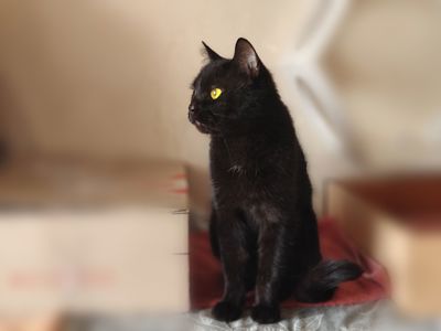 Клеопатра