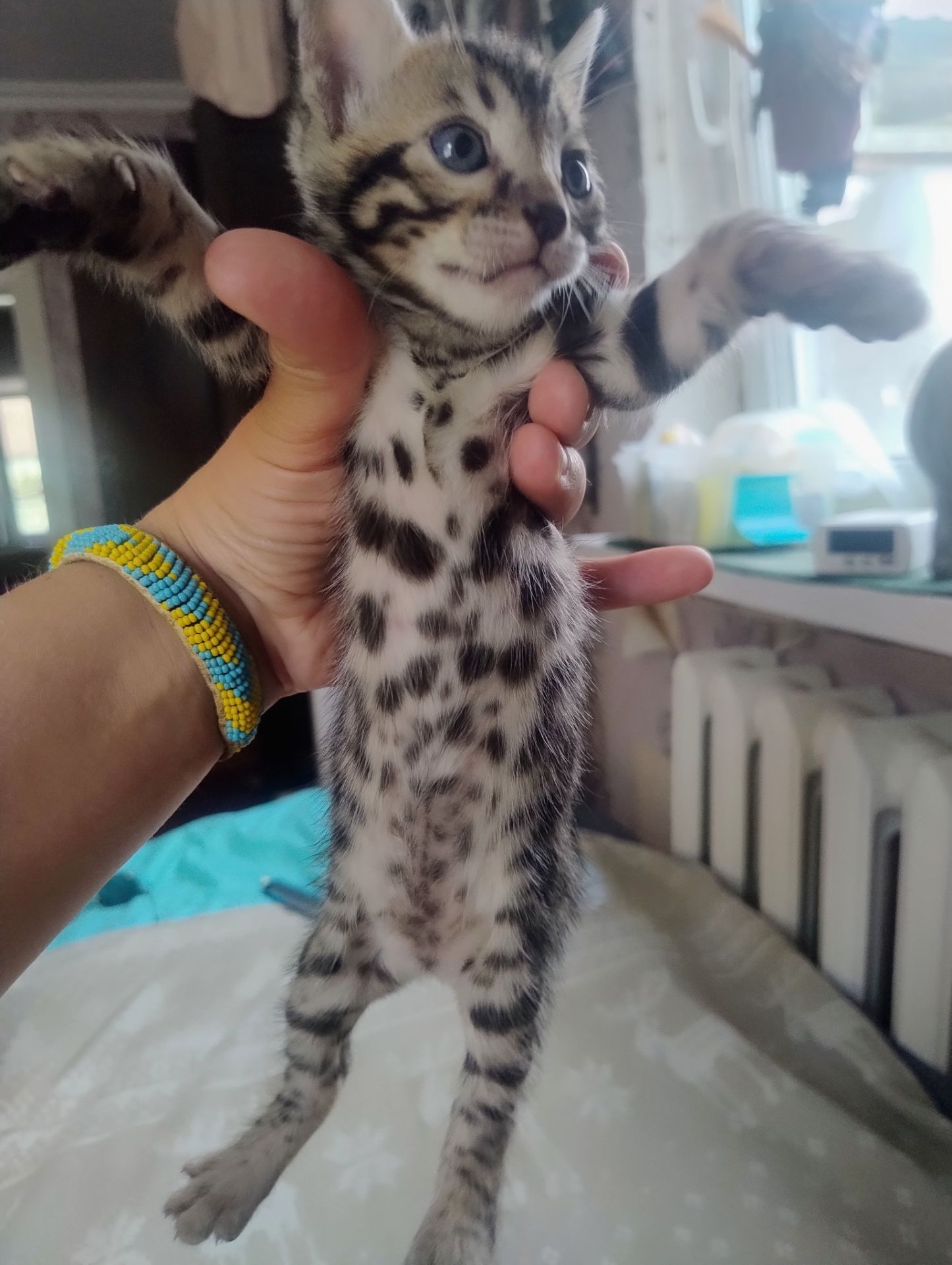 Бенгальські кошенята.