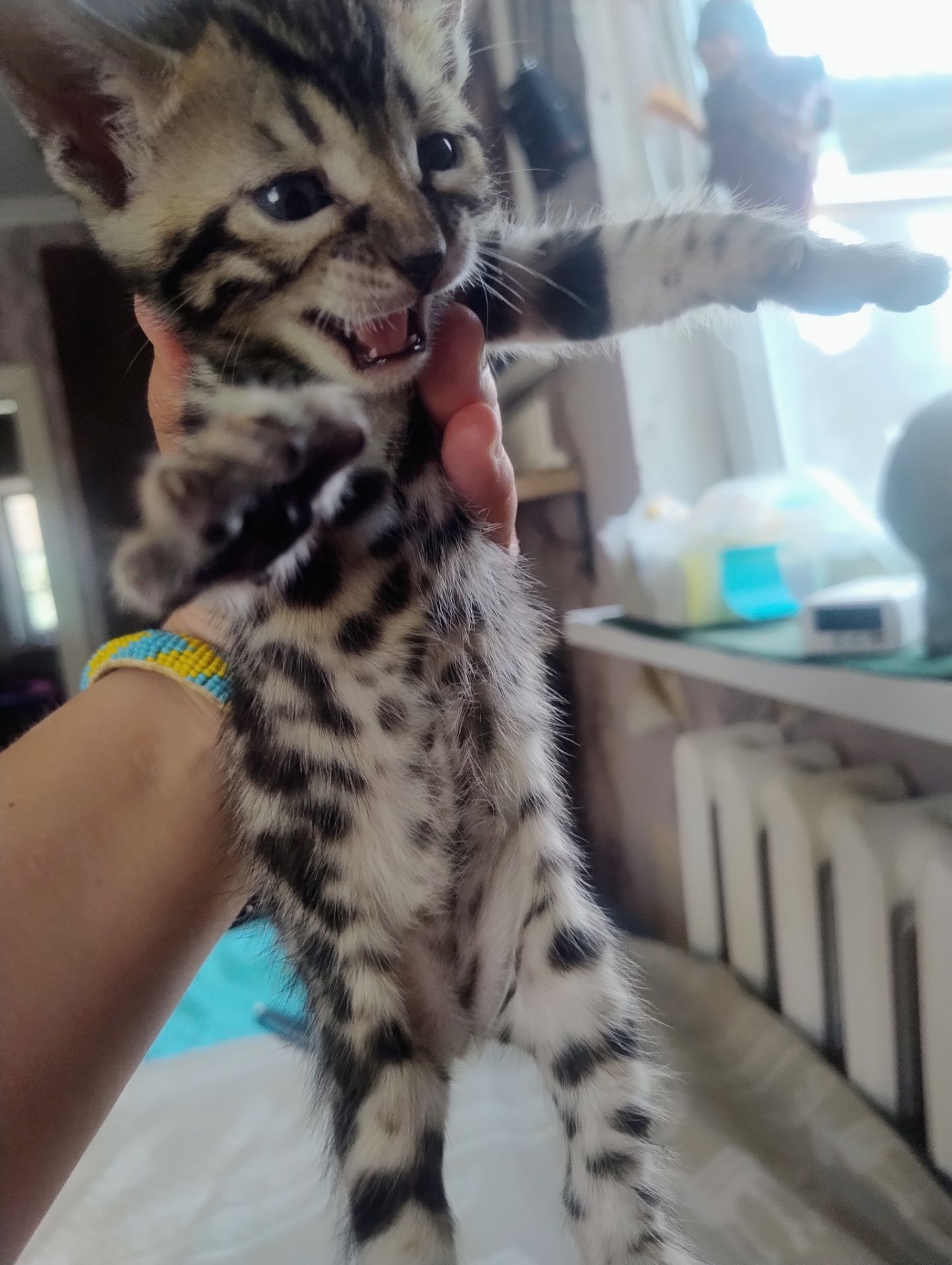 Бенгальські кошенята.