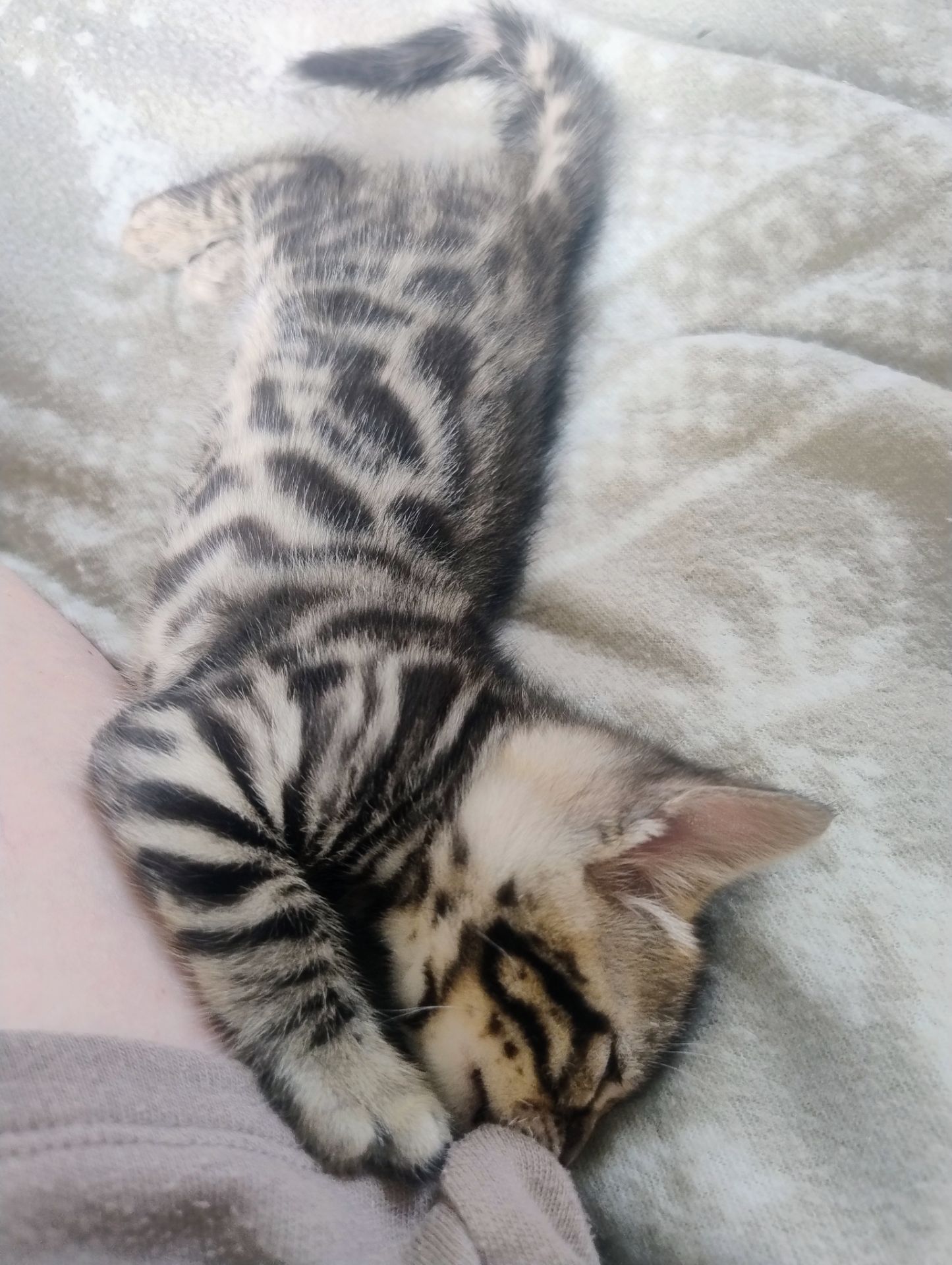 Бенгальські кошенята.