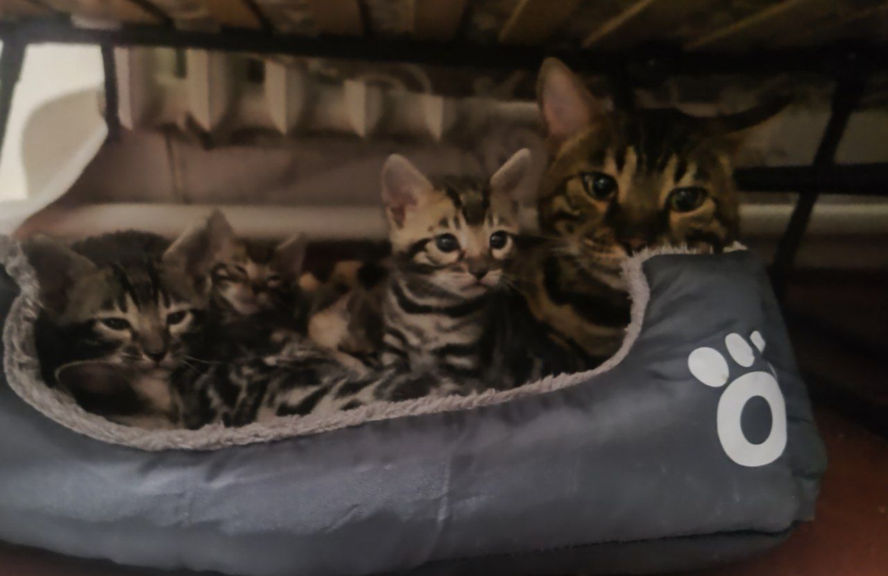 Бенгальські кошенята.