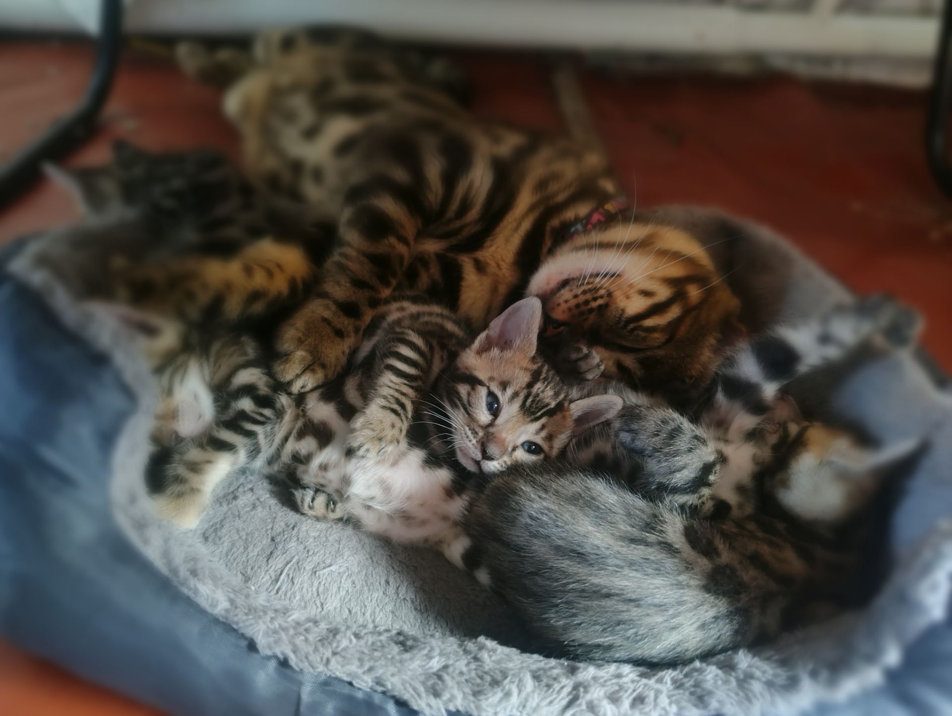 Бенгальські кошенята.
