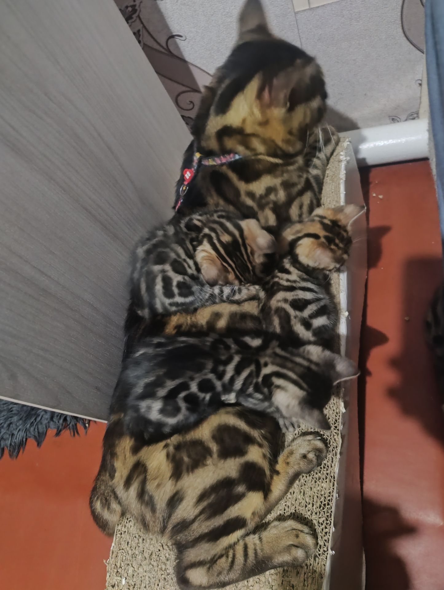 Бенгальські кошенята.