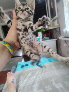 Бенгальські кошенята.