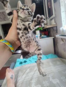 Бенгальські кошенята.