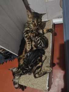 Бенгальські кошенята.