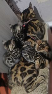 Бенгальські кошенята.