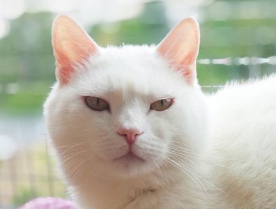 Рафаель