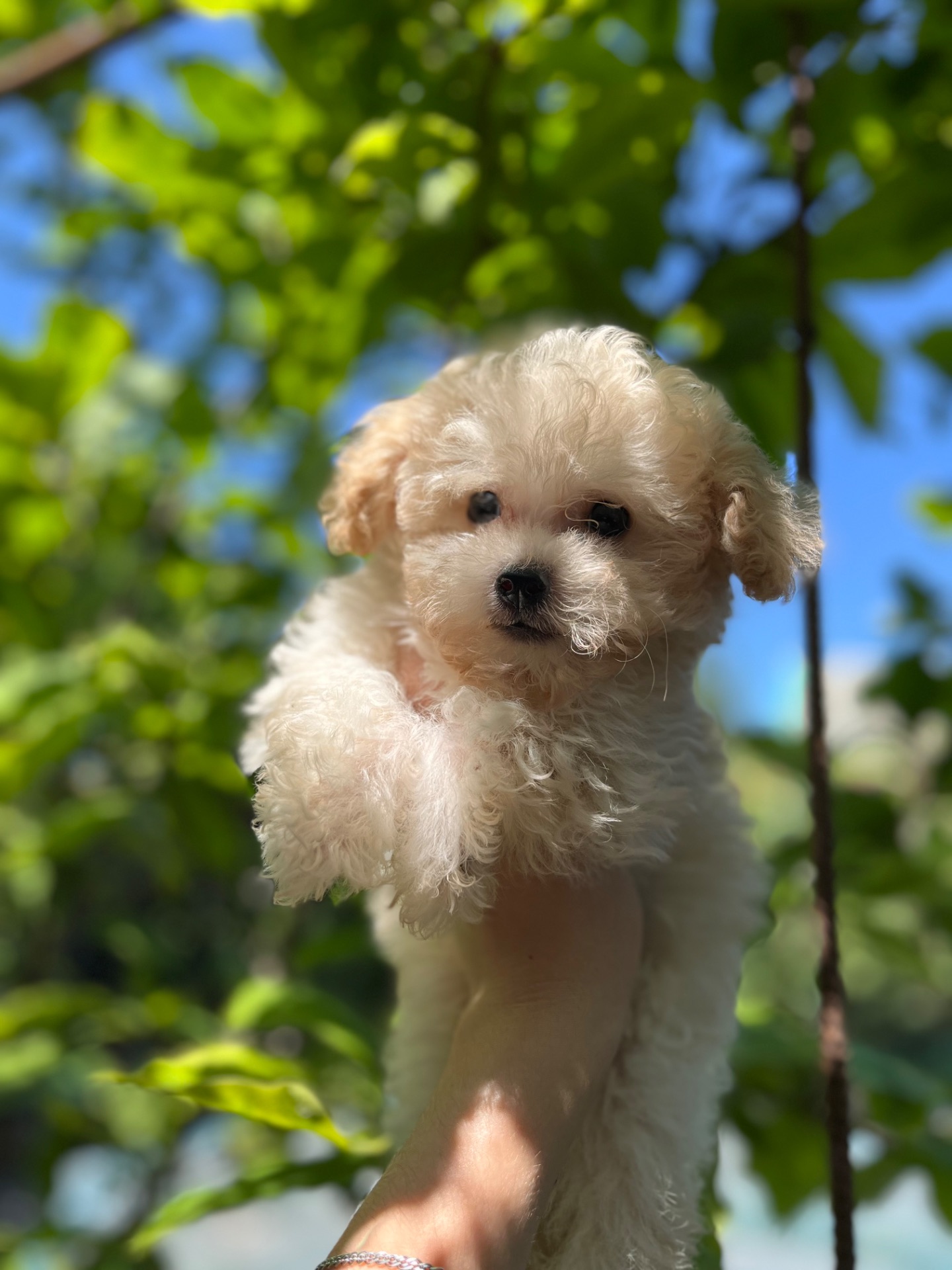 Хлопчик мальтіпу