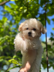 Хлопчик мальтіпу