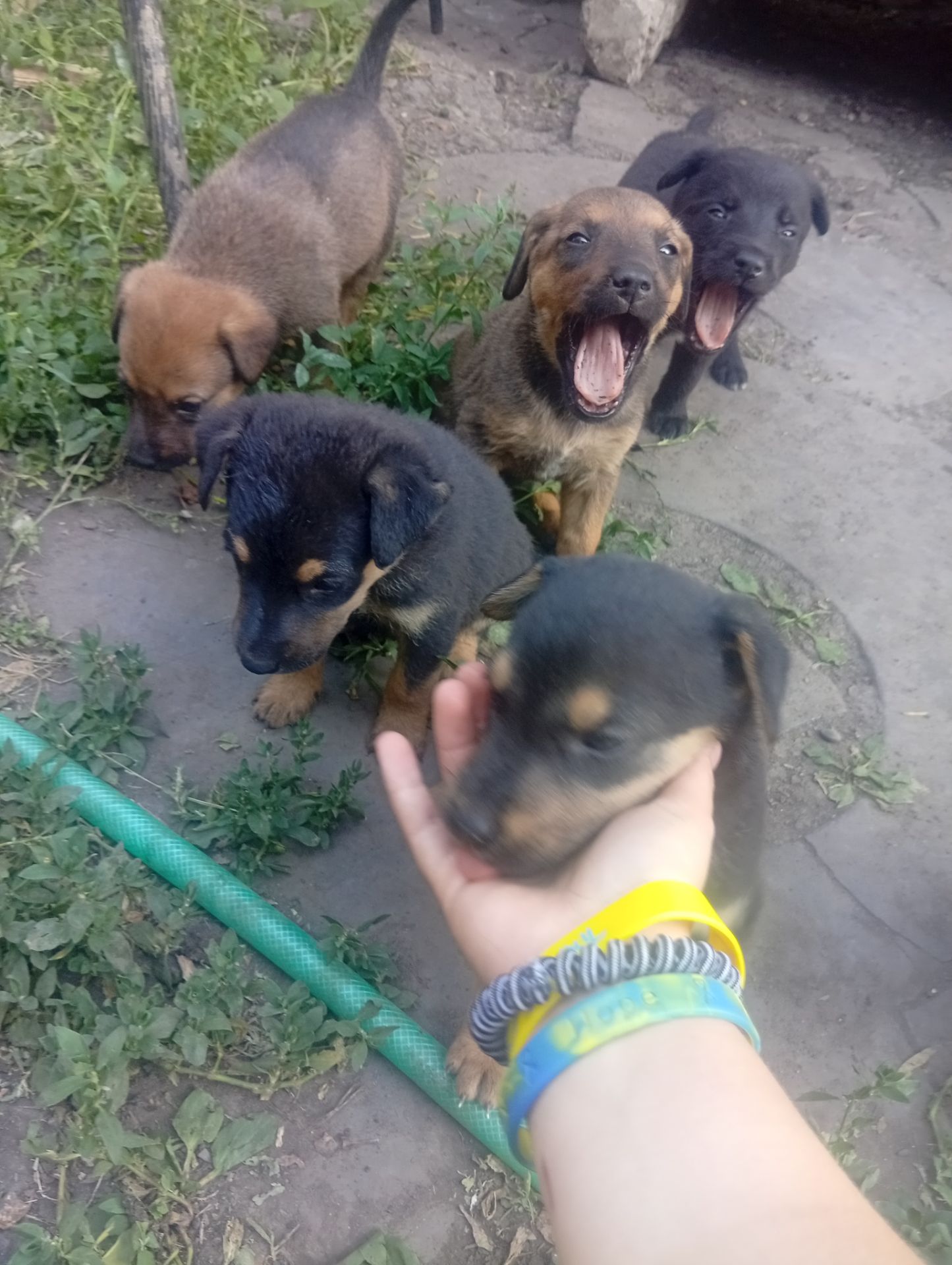 Щенки двойняшки