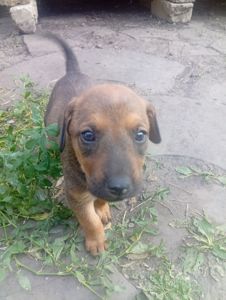 Щенки двойняшки