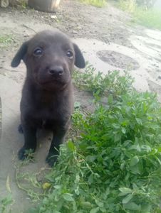Щенки двойняшки