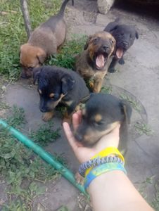 Щенки двойняшки