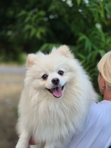 Хлопчик малого шпіца
