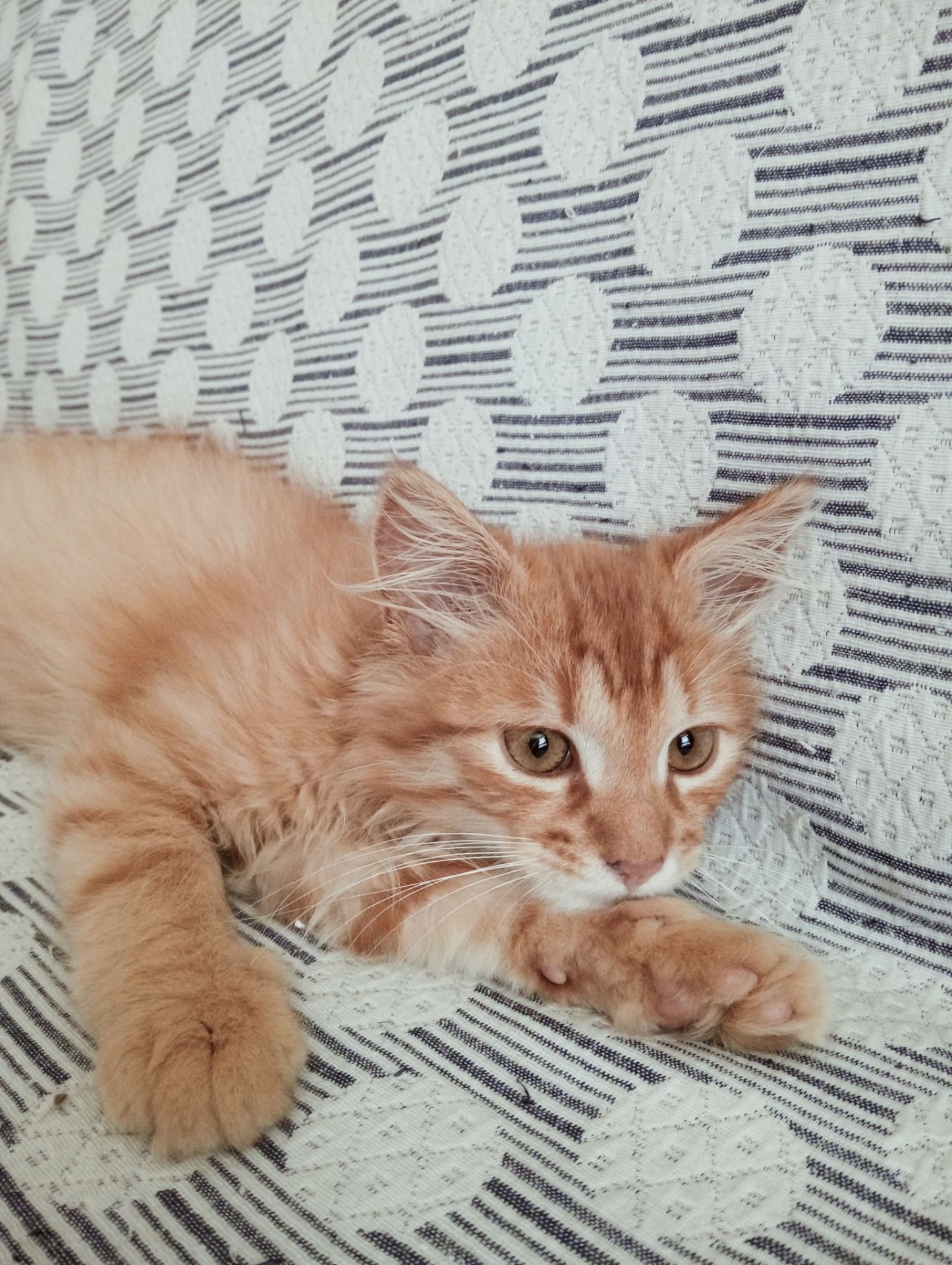 Котята в добрі руки