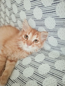 Котята в добрі руки