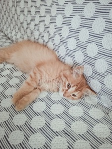 Котята в добрі руки