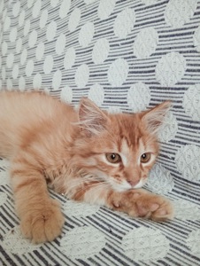 Котята в добрі руки