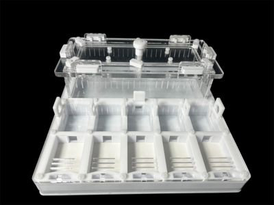 Формікарій для мурашів Camponotus та Messor 20х20см