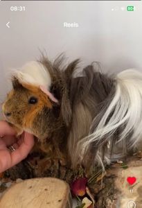 Морская свинка