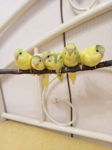 Хвилясті папужки