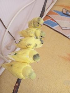 Хвилясті папужки