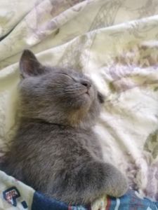 Котик британский голубой(короткошорстный)