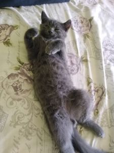 Котик британский голубой(короткошорстный)