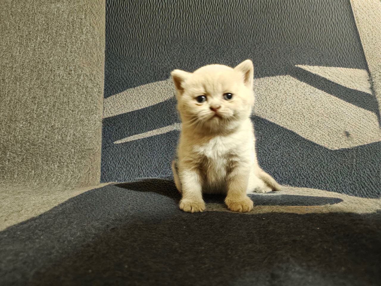 Терміновий продаж Шотланські кошенята м.Сміла Черкаси