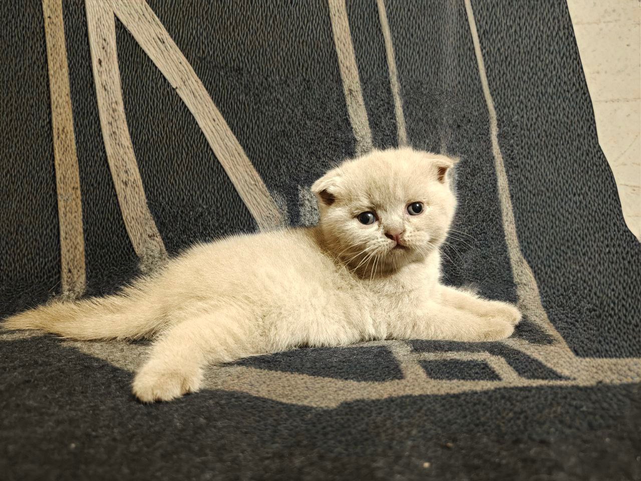 Терміновий продаж Шотланські кошенята м.Сміла Черкаси