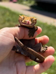 Війковий гекон-бананоїд (англ. Crested gecko), ящірка
