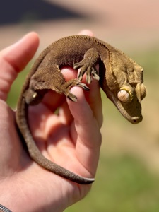 Війковий гекон-бананоїд (англ. Crested gecko), ящірка