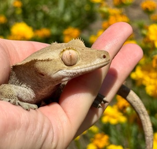 Війковий гекон-бананоїд (англ. Crested gecko), ящірка