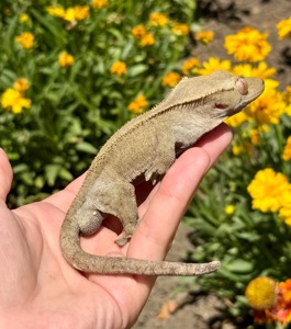 Війковий гекон-бананоїд (англ. Crested gecko), ящірка