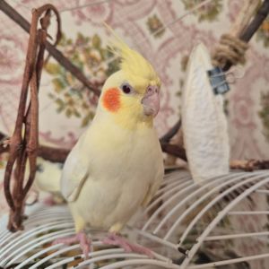 Пташенята корелли — активні та чарівні!