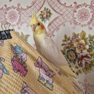 Пташенята корелли — активні та чарівні!