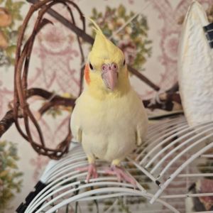 Пташенята корелли — активні та чарівні!