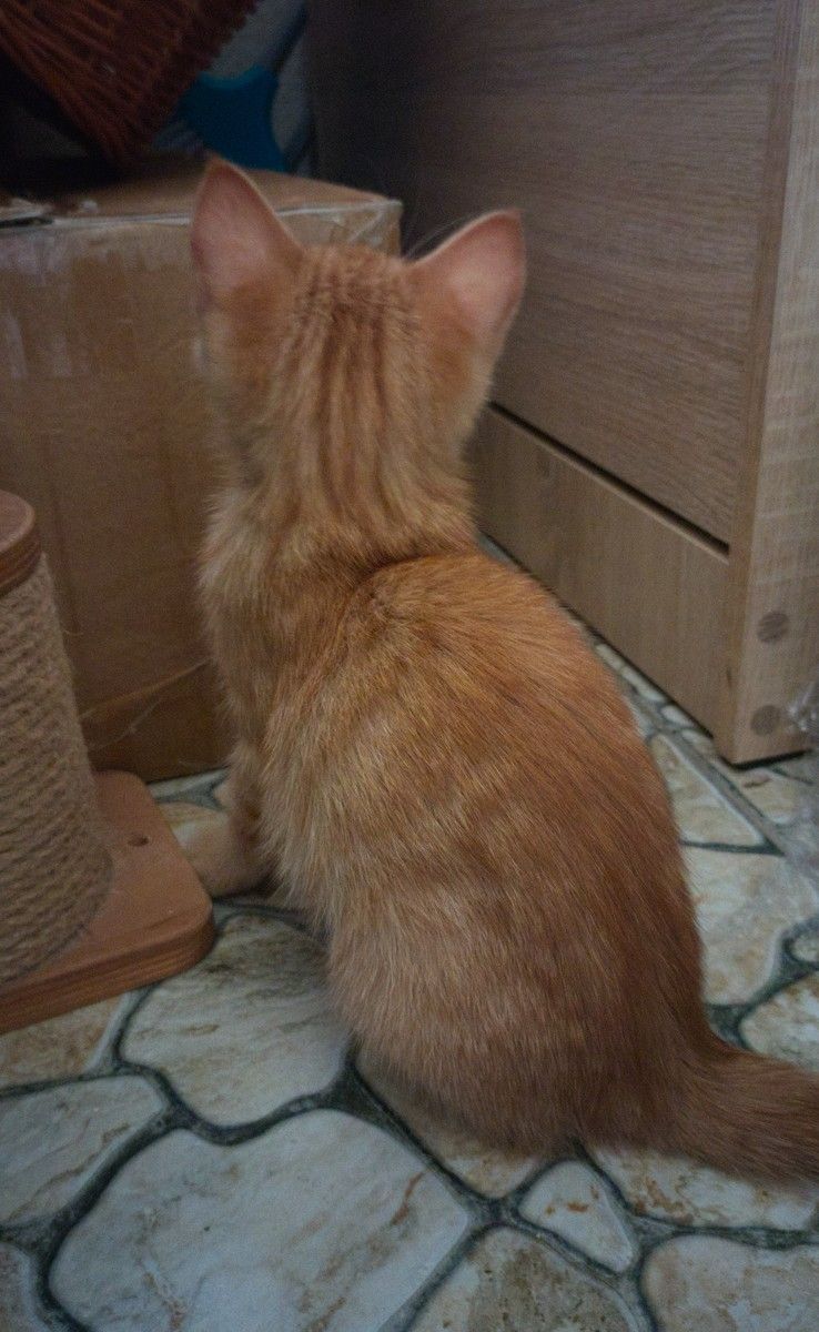 Котик-капучино ищет доброго друга!