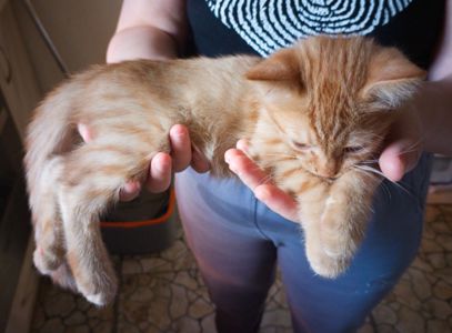 Котик-капучино ищет доброго друга!