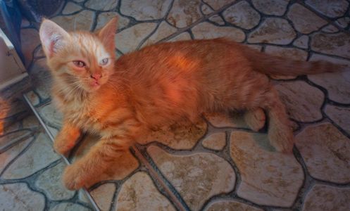 Котик-капучино ищет доброго друга!
