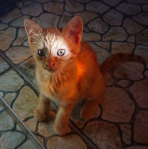 Котик-капучино ищет доброго друга!