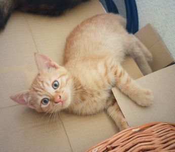 Котик-капучино ищет доброго друга!