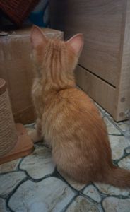 Котик-капучино ищет доброго друга!