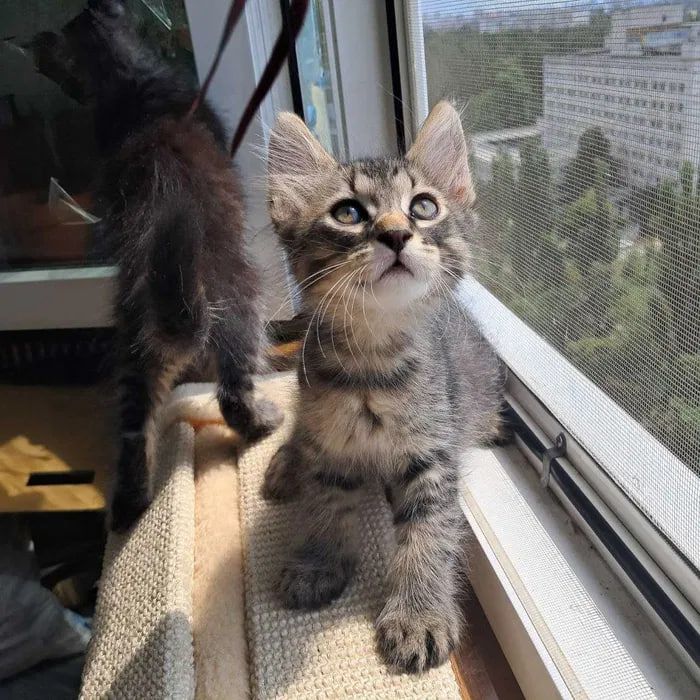 Сибирские котята ищут хозяина для счастливой совместной жизни )