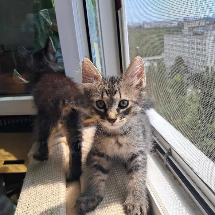 Сибирские котята ищут хозяина для счастливой совместной жизни )