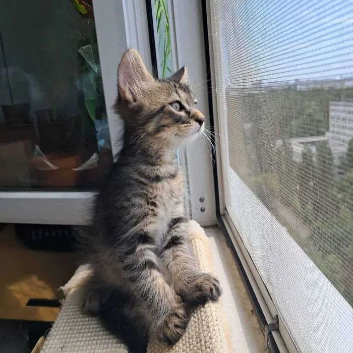 Сибирские котята ищут хозяина для счастливой совместной жизни )